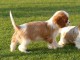 Chiots Cavalier King Charles Offre