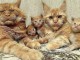 Adorables chatons Maine coon