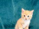 Magnifique chaton sacré de Birmanie  adoption 
