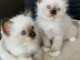 Magnifique chatons en adoption