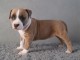 Chiot american staffordshire terrier
