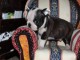 Chiot Boston Terrier  a donner