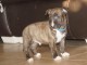 Chiot Bull Terrier a donner