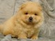 chiot chow chow lof a donner