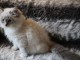 magnifique chaton Sibérien a donner