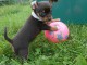 Chiots chihuahua male et femelle a donner