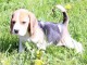 chiots Beagle mâlle et femelle pour adoption