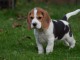 chiots Beagle mâle et femelle pour adoption