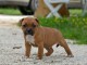 Chiots Staffordshire Bull Terrier ( staffie) a donner