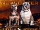 American Bully chiots