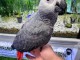 Perroquet gris d