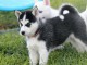De doux chiots husky sibériens recherchent un foyer