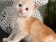 Superbes Chatons Maine coon mâles red Loof 