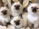 chatons sacré de Birmanie disponibles pour adoption