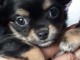 Adorable petit Chihuahua disponible