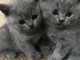 chatons Chartreux sociable disponible pour adoption