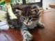 Chatons Maine Coon contre bon soin