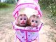 bebe singe Mâle et femelle adopter