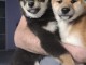 Adorables chiots shiba-inu lof disponible à adopter
