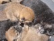 Adorables chiots shiba-inu lof disponible à adopter
