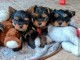 Chiots yorkshire a donner 