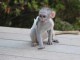 Bébé singe Capucin inscrit lof très choyé