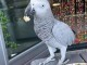 Adoption jolie perroquet gris du Gabon 