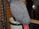 Perroquet gris du Gabon adorable 