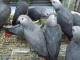 Adorable perroquet gris du Gabon pour adoption 