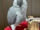 Perroquet gris du Gabon disponibles pour adoption 