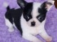 Adorable chiot chihuahua a donner 