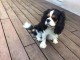 Dons chiot Cavalier king Charles 