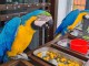 Adoption perroquet disponibles 