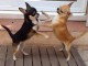 Chiots chihuahua a donner 