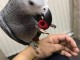 Perroquet gris du Gabon à adopter sont disponibles 