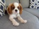 Chiot cavalier king Charles