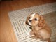Chiot cavalier king Charles