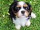 Chiot cavalier king Charles adorable 