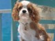 Chiot cavalier king charles disponibles 