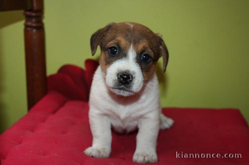 chiots type Jack Russel non LOF