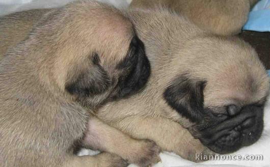 Magnifique chiots carlin lof