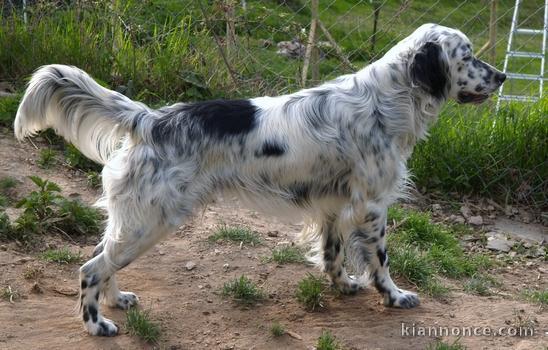 8 Chiots Setter Anglais inscrits au LOF