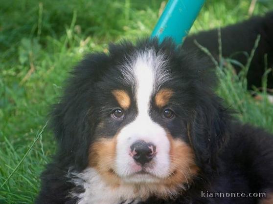 Chiot mâle bouvier bernois lof 