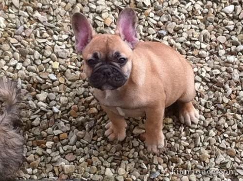 impecable chiots bouledogue francais