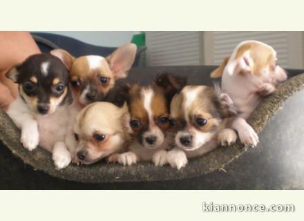 Superbes bebes chihuahua disponibles.