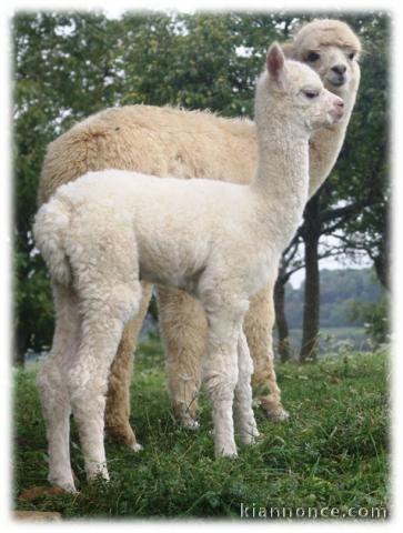 Alpaga femelle blanche, trés belle laine 