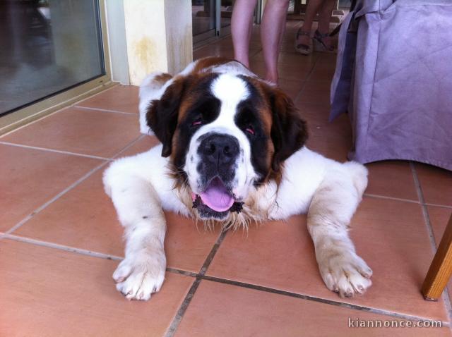 saint bernard male 2 ans et demi cherche fiancée