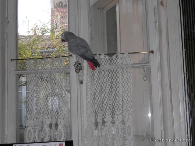 perdu perroquet gris du Gabon