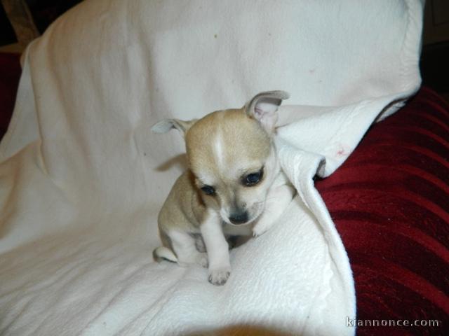 Magnifique femelle type chihuahua non LOF