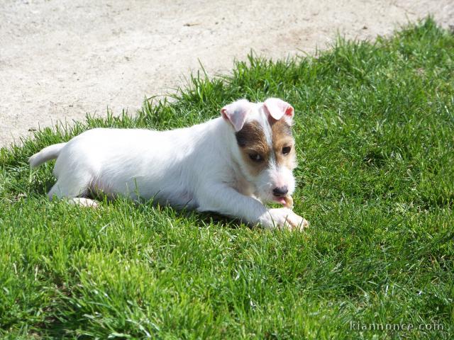 JACK RUSSELL TERRIER LOF